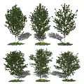 Multiple Arbor Trees With Lush Green Foliage And Grassy Base Shadows 3d model