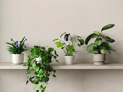 Various Potted Plants On White Shelf With Green Leaves And Purple Flowers 3d model