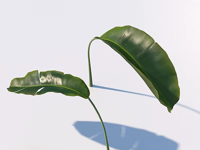Glossy Green Plant Leaves With Long Stem And Shadow On Light Background 3d model