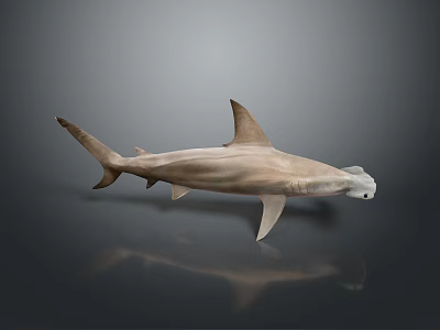 Realistic 3D Hammerhead Shark with Hammer Shaped Head Streamlined Body Fins and Tail 3d model