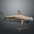 Realistic 3D Hammerhead Shark with Hammer Shaped Head Streamlined Body Fins and Tail