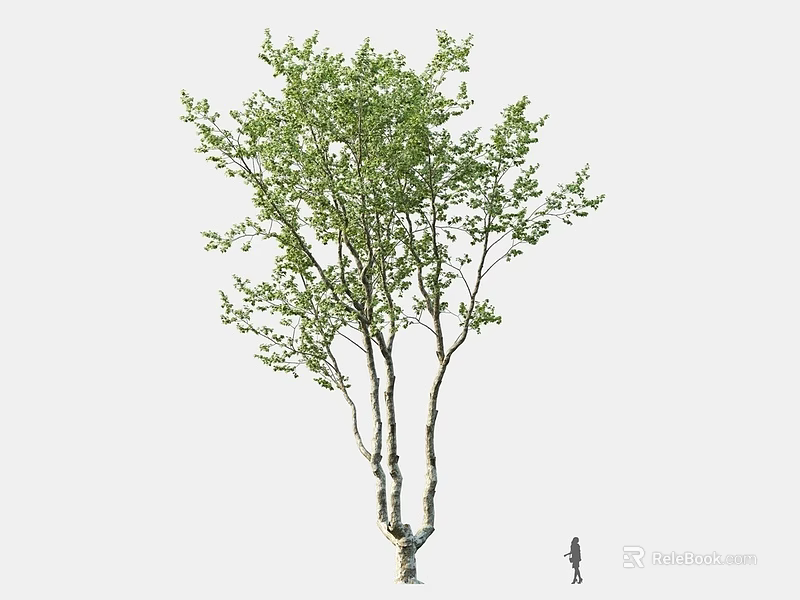 Tall Tree With Green Leaves Multiple Trunks And Human Figure On White Background 3d model