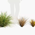 Beautiful Ornamental Grass Varieties in Various Colors Arranged in a Row for Garden Decoration