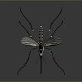 Detailed Mosquito With Transparent Wings Long Legs And Black White Body On Gray Background