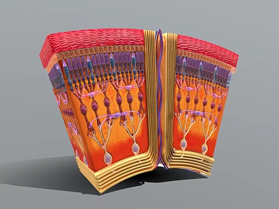 3D Anatomical Model of Biological Tissue Cross-Section with Colorful Layers and Microscopic Structures 3d model