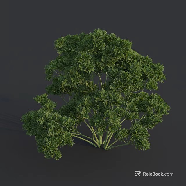 Fresh Parsley Herb Plant With Green Leaves And Tender Stems 3d model 