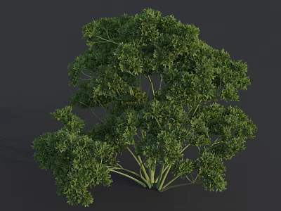 Fresh Parsley Herb Plant With Green Leaves And Tender Stems 3d model
