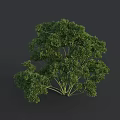 Fresh Parsley Herb Plant With Green Leaves And Tender Stems