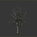 Bare Leafless Tree With Visible Trunk And Branches On Gray Background