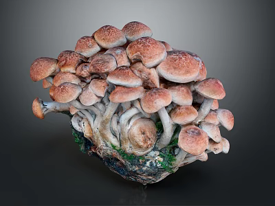 Fresh Edible Mushrooms Growing in a Cluster with White Stems and Brown Caps 3d model