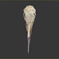 Detailed Bird Skull Organ Structure With Natural Bone Texture And Features