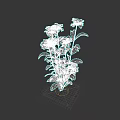 Beautiful White Flowers With Fresh Green Leaves In Lush Plant Arrangement