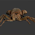 Detailed Orange Brown Crayfish with Claws and Segmented Body on Dark Background