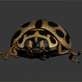 Shiny Spotted Beetle With Black Spots On Yellowish Oval Body And Antennae