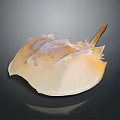 Horseshoe Crab With Light Brown Shell And Textured Exoskeleton On Dark Background 3d model