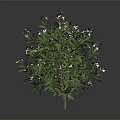 Ornamental Plant With Green Leaves And White Small Flowers In Dark Background
