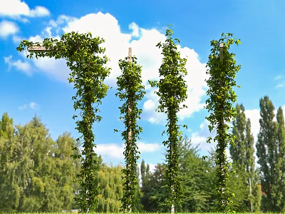 Lush Green Vines Climbing Up Poles Against Blue Sky With White Clouds And Trees 3d model