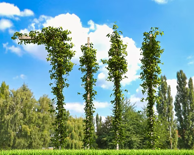 Lush Green Vines Climbing Up Poles Against Blue Sky With White Clouds And Trees 3d model