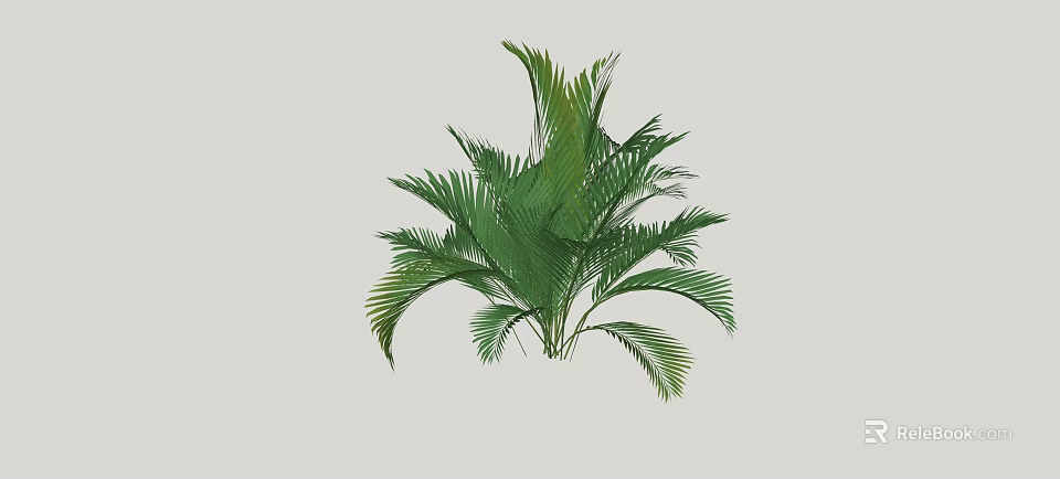 Ornamental Green Shrub With Lush Broad Feathery Leaves For Garden Landscaping 3d model 
