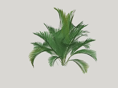 Ornamental Green Shrub With Lush Broad Feathery Leaves For Garden Landscaping 3d model