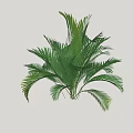 Ornamental Green Shrub With Lush Broad Feathery Leaves For Garden Landscaping