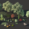 Various Arbor Trees with Different Shrubs Flowers and Rock in Garden Collection