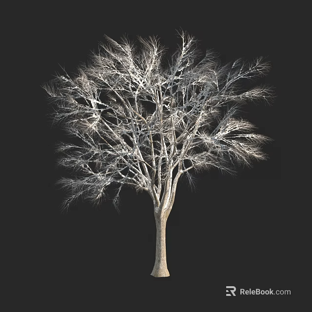 Deciduous Tree with Bare Branches and Sturdy Trunk on Black Background 3d model 