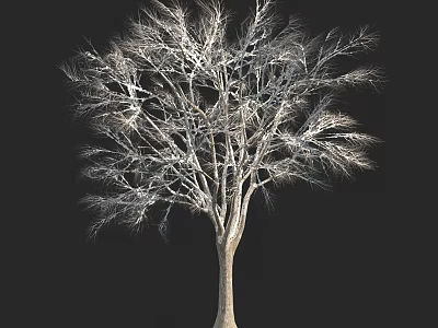 Deciduous Tree with Bare Branches and Sturdy Trunk on Black Background 3d model