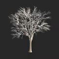 Deciduous Tree with Bare Branches and Sturdy Trunk on Black Background 3d model