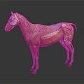 Detailed Horse Anatomy Model Showing Muscle Structure Organ Details And Hair Traits