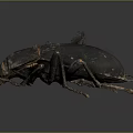 Close Up Of Black Beetle With Shiny Exoskeleton And Six Legs And Gray Gradient Background