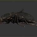 Modern Beetle Beetle Insect Animal Items 3d model