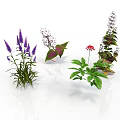 Various Green Plants with Purple White and Red Flowers and Fresh Leaves