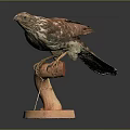 Realistic Hawk Taxidermy Mount Perched On Wooden Branch With Orange Base