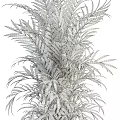 Elegant Potted Tropical Palm Plants In Wicker Baskets For Modern Home Decor