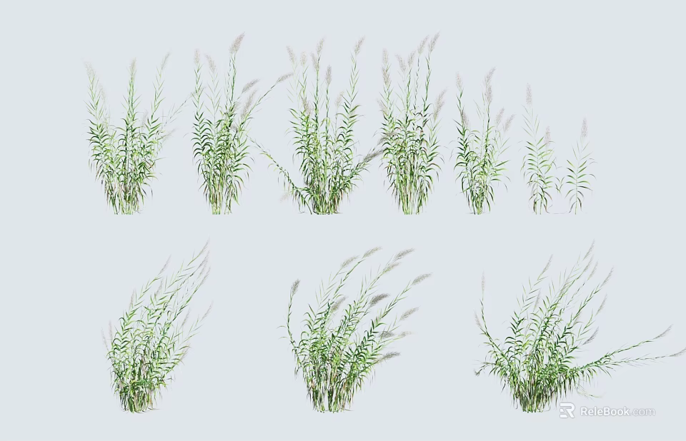 Assorted Ornamental Herbaceous Plants With Feathery Foliage For Garden Decoration 3d model 