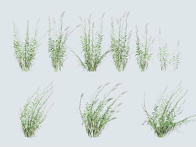 Assorted Ornamental Herbaceous Plants With Feathery Foliage For Garden Decoration 3d model