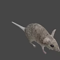 Gray Small Mouse With Big Ears And Short Tail Standing On White Background