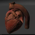 Detailed Human Chest Organ Heart 3D Model Showing Anatomical Blood Vessels Structure