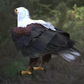 White Head And Neck Brown Winged Eagle With Yellow Beak Standing On Grassland Natural Background