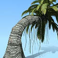 Lush Palm Tree with Curved Trunk Exposed Roots Against Blue Sky