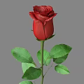 Beautiful Red Rose With Green Stem And Leaves On Gray Background