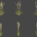 Ornamental Grass With Green Leaves And White Flower Spikes For Garden Decoration