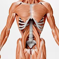 Detailed Medical Device for Human Muscle Anatomy Structure Visualization 3d model