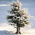 Snow Covered Tree Standing On Snowy Ground With Sunlight And Shadow