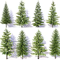 Various Arbor Trees With Green Foliage And Different Species In Garden
