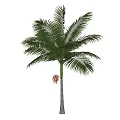 Tall Palm Tree With Green Fronds White Trunk And Red Fruit