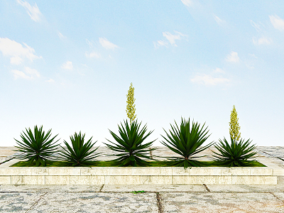 Modern Plants Landscape Plants 3d model