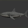 Gray Shark With Detailed Body Dorsal Fin And Tail In Swimming Pose