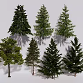 Various Types of Evergreen and Deciduous Trees with Natural Green Foliage
